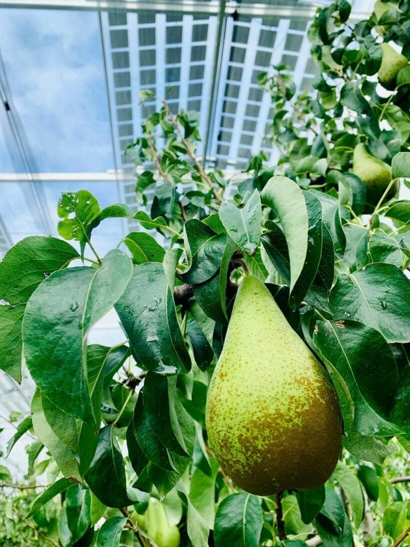 agrivoltaics